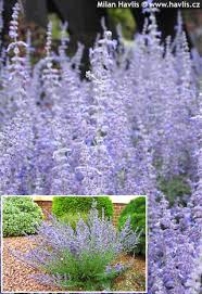 Image result for Perovskia atriplicifolia lacey blue lisslitt photo