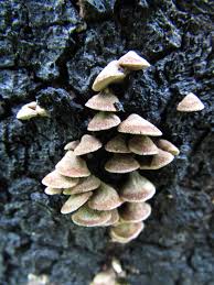 Image result for Porodisculus pendulus