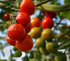 For starters i will explain to you what a dutch bucket hydroponic system is. Propagation Archives Hydrostore Blog