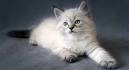The Best Cat Breeds for People with Allergies | Martha Stewart