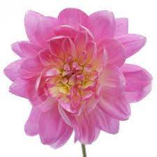 Dahlia Flower Light Soft Pink Fiftyflowers Com Dahlia Flower Flower Lights Wedding Flowers