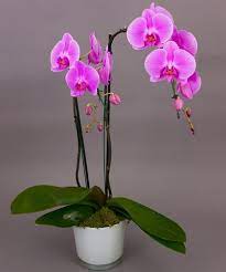 Pink Purple Phalaenopsis Orchid Plant Our Phalaenopsis Orchids Are One Of The Best Selling Items Year Round With Fo Purple Orchids Orchid Plants Orchid Flower