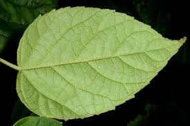 Image result for Croton macrostachyus