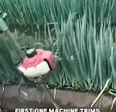 This is one of the best technique in farming | Lee Yumi | Facebook