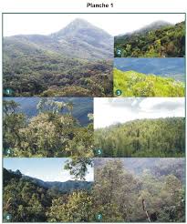 Image result for Globimetula kivuensis