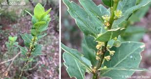 Image result for Clutia