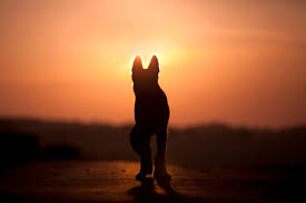 Dog loss my pets ashes. The Last Battle Forever In My Heart Touching Poems Quotes