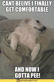 25 Best Sleepy Memes Sayingimages Com Sleep Funny Sleep Meme Funny Sleepy Meme