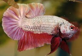 A Beautiful Dragon Scale Betta Named For Their Thicker Scales Betta Betta Fish Betta Fish Care