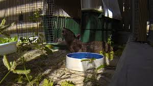 Every question was answered with respect for my concerns and most importantly, for the well being of my newest 4 legged family member. Begging River Otter Rescued In Cape Coral By Conservancy Of Swfl A Week Inside The Von Arx Wildlife Hospital Medium