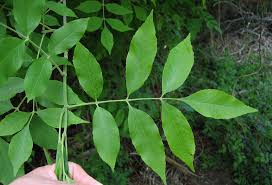 Image result for Fraxinus americana