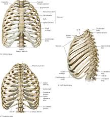 The ribs are a set of 12 pairs bones which form the protective 'cage' of the thorax. Thoracic Wall Atlas Of Anatomy