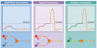 Maybe you would like to learn more about one of these? Sequence Of Spatial And Temporal Summation Of Epsp And Ipsp Epsp Ipsp Download Scientific Diagram