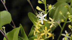 Image result for Dioscoreaceae