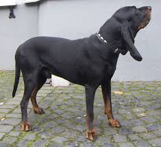 The akc originally recognized this dog breed in 1935 as a member of the hound class. Black And Tan Coonhound Wikipedia