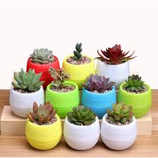 Kali ini mimin akan membahas mengenai keistimewaan dan keunikan dari kaktus. Pot Bunga Mini Kaktus Cantik Unik Shopee Indonesia