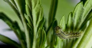 Black fuzzy caterpillar eating my pumkin plants. The Most Common Pests Threatening Your Cannabis Plants