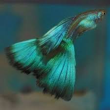 Betta fish may seem like sedentary fish because of their long beautiful fins, but they're quite interactive if given the right environment. Fish Lovers Posts Facebook