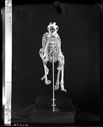 3% of all gamblers will not have gotten one at. Mounted Skeleton Of Borzoi Russian Wolfhound Front View 1929 Kirschner Julius Google Arts Culture