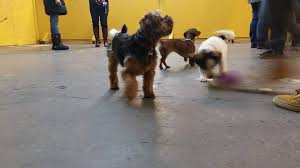 At play with sparky doggie playcare. Small Dog Playgroup Abc Dog Training