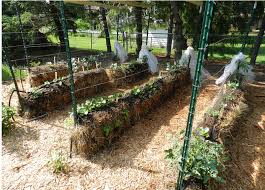 Hay Bale Gardening No Weeds No Fertilizers And Less Watering What A Simple But Amazing Concept Hay Bale Gardening Straw Bale Gardening Strawbale Gardening