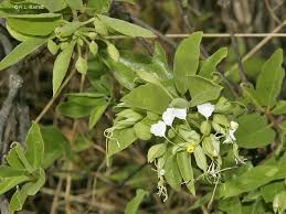 Image result for Cadaba