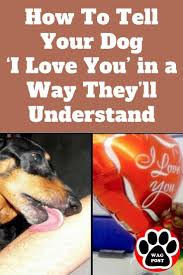 During sustained eye contact between you and your dog, if your dog looks away first, it means that: Instead Of Smothering Your Dog With Hugs And Kisses Give Them Some Love In A Way They Can Actually Appreciate Here Are Eight Wa Told You So Dog Love Your Dog