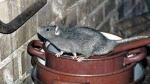 We offer effective rodent and wildlife control in san antonio to address your issues. Rodent Control Apple Pest Control San Antonio