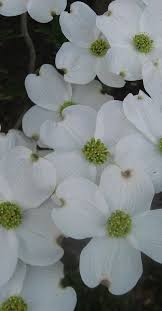 Check spelling or type a new query. White Dogwood Flowers Beautiful Flowers Dogwood Flowers Spring Flowers