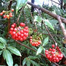 Image result for Huberantha