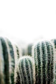 Cactus Achtergronden Tumblr Achtergronden Wallpaper Achtergronden