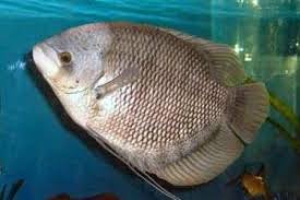 Ikan air tawar ini mempunyai mata besar untuk mendapatkan makanan untuk disantap. Macam Jenis Ikan Gurame Peternak Super Marga Tiga Ikan Ikan Air Tawar Air Tawar