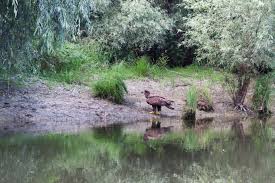 Importanta biodiversitatii deltei este recunoscuta pe plan international. FaunÄƒ Din RezervaÅ£ia Biosferei Delta DunÄƒrii Rfi Rural AgriculturÄƒ Si Dezvoltare RuralÄƒ