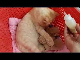 sutu az olan anne kedi evde kedi bakimi youtube kedi evi kedi kediler ve yavrulari