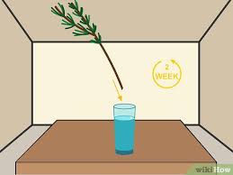 3 Ways To Grow Cuttings From Established Plants Wikihow