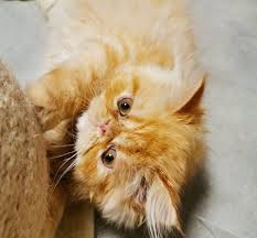 Maybe you would like to learn more about one of these? Persian Cat Price Persian Kittens For Sale Around Me Facebook