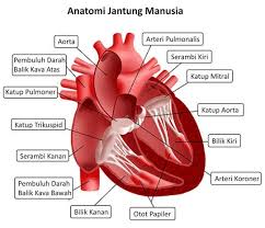 Gambar dinding berikutnya sangat cocok untuk digambar di kamar seorang pecinta laut. Sistem Sirkulasi Flashcards Chegg Com