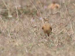 Image result for Alafia orientalis