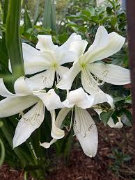 Image result for Crinum crassicaule