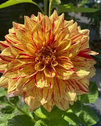 Fabulous flowers and gifts proudly serves rochester and the surrounding areas. Fabulous Flowers Home Facebook