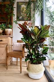 Image result for Croton
