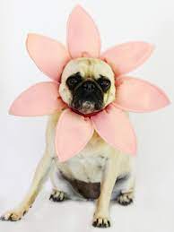 Check out our easy make flowers selection for the very best in unique or custom, handmade pieces from our shops. Make A Flower Halloween Costume For A Dog