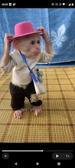 Qual é a origem das figurinhas de macacos populares no WhatsApp –  Webstories GZH