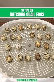 Fold the towel around the egg. 10 Tips On Hatching Quail Eggs Beginner S Guide