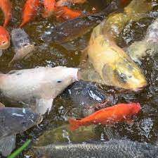 With any system or pond outdoors for koi, the pump should be sized to accomplish a once per hour turnover rate through the filtration. What Size Pond Pump Do I Need Pump Calculator Guide Pond Informer