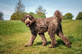 Image result for labradoodle