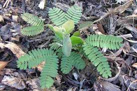 Image result for Acacia podalyriifolia