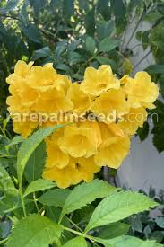 Image result for Tecoma stans