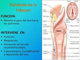 Los órganos de su sistema respiratorio llevan aire rico en oxígeno hacia sus pulmones. La Traquea Ppt Descargar