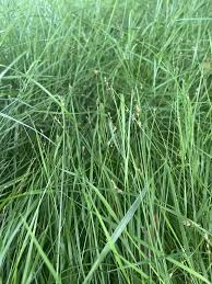 Image result for Seddera